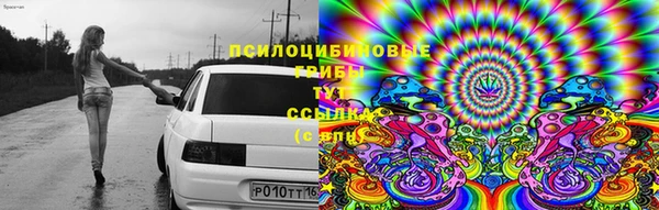 прущие грибы Дмитриев